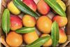 Ataúlfo mangoes in box top-down view