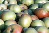 EU embarks on revising apple standards