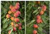 Agroscope stellt neue Aprikosensorten Lisa und Mia vor