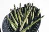 Phenomenal asparagus demand