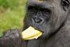 Fyffes goes ape at Dublin Zoo