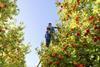 Apple picker up a ladder New Zealand
