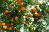AMC DIrect Citrus2