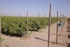 Südafrika: Safe schützt größte Citrusfarm mit Hagelnetzen