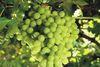 Extra-EU exporters of grapes would face the biggest problems were sulphur dioxide pads banned