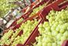 Kent seedless grape trial targets 2016 crop