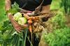 Organic vegetables