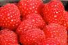 Kweli rapsberries Advanced Fruit Breeding Fruit Focus