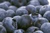 Chilean blueberries