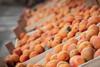 Apricots in Belgrade