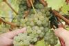 Bayer M2i Group grape clipping MUST CREDIT Bayer AG
