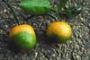 Foto: Wikipedia-T.R. Gottwald and S.M. Garnsey - USDA Aphis