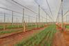 Grape Co H14 kiwifruit vines Australia