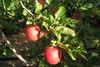 California apples get early season boost