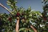 ACVJ cherries