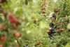 Topfruit is among the recipients of new funding