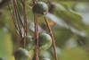 Australien: Wissenschaftliche Forschung für nachhaltige Macadamia-Produktion