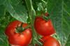 UK tomatoes power forward for British Tomato Week