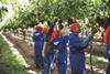 South African grape harvest