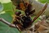 An-Asian-hornet-dismembering-a-honey-bee.-Credit-Peter-John-Kennedy-x-1024x550