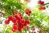 Tomaten Gewächshaus-singkham_AdobeStock