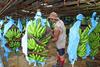 CR banana workers dreamstime_xxl_46487698