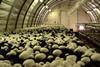 Compost woe threatens mushrooms
