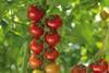 Bright outlook for British tomatoes
