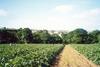 Local land buyers return to market