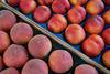 Spanien: AFRUCAT fordert Quotenerhöhung zur Marktentnahme von Pfirsichen und Nektarinen