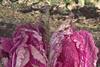 CN Seeds new Chinese Cabbage Scarlette