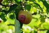 Apfel mit typischen Hitzschäden (Sonnenbrand).