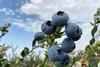 Agrovision blueberries