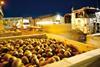 Satara kiwifruit