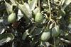 Kenya avocados