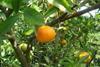 Flat season for southern hemisphere citrus