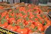Almería: Kleines Angebot und hohe Nachfrage steigern Tomatenpreise