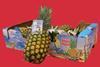 Kingston Sugar Pine pineapples