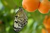 Biodiversity butterfly apricots