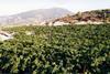 Vines have been perishing in 47°C in Greece