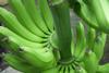 Ecuador: Bananenlieferungen stiegen in der ersten Jahreshälfte 2019 um 4 %