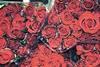 Indian rose exports plummet