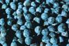 Chilean berry exports overcome strikes