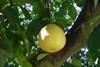 Grapefruit touched by Florida freeze