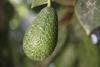 Mexican avocado industry makes advances