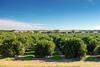 Citrus grove Riverland Australia