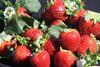 Red Rhapsody strawberries_CREDIT Queensland Department Agriculture and Fisheries