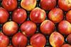 nectarines