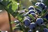 CA Blueberries 1