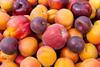 GEN stonefruit AdobeStock_36751504